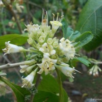 Iochroma arborescens (L.) J.M.H.Shaw